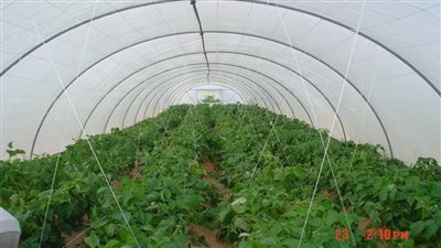 أهم أسباب ارتفاع قيمة الصادرات الزراعية لأكثر من 3.3 مليون طن