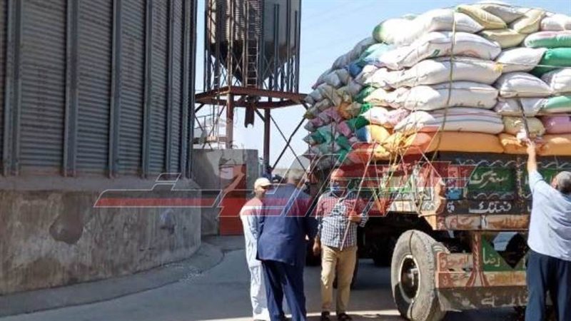 توريد القمح بالمنوفية