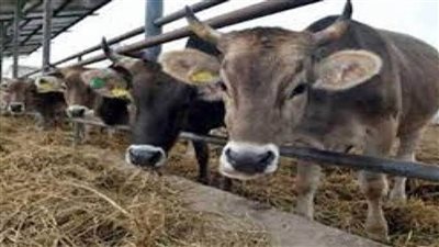 عاجل.. الزراعة: تمويل جديد لمشروع البتلو بـ 306 ملايين جنيه لصغار المربين