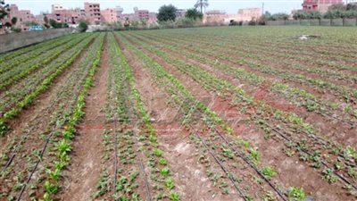 دراسة بجامعة بنها حول تأثير التسميد العضوي علي انتاجية الفرولة للتصدير