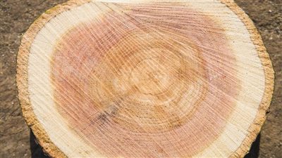 حلقات الخشب تؤكد التغيرات المناخية