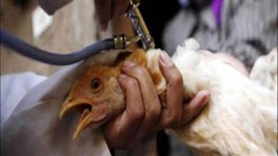 تحصين 173 ألف طائر ضد أنفلونزا الطيور بالشرقية
