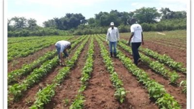 مصر تعمر وتزرع فى إفريقيا