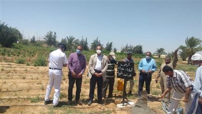 استرداد 1000 فدان بمشروع الغابات الشجرية بالصحراوي الغربي 