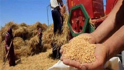 توريد 669 ألفا و204 أطنان قمح لمواقع التخزين بالشرقية