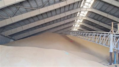 انتهاء تسليم محصول القمح بالإسكندرية