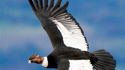 تعرّف على أكبر طائر في العالم  يطير 5 ساعات دون أن يرفرف بجناحيه