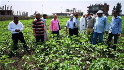 إرشاد البحيرة ومعهد بحوث القطن ينظمان مدارس حقلية بالبحيرة