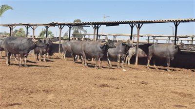 طرح أبقار وجاموس بأسيوط  من مشروع الثروة الحيوانية للبيع كأضاحٍ