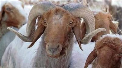 قبل عيد الأضحى المبارك.. كل ما تريد معرفته عن الأضحية