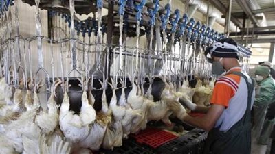 منطقة ألمانية ترفض إغلاق معمل للدواجن رغم تفشي إصابات كورونا بين عامليه