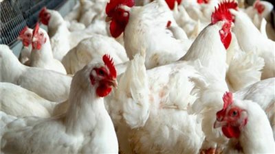 أسعار بورصة الدواجن اليوم في مصر.. استقرار في الأسعار رغم اقتراب العيد
