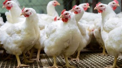 زراعة الغربية: اعتماد 3359 استمارة لمشروع حصر المزارع الداجنة