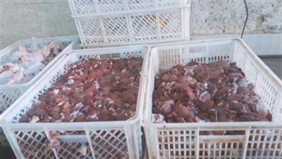 ضبط طن لحوم دواجن مجهولة المصدر بمحافظة كفرالشيخ 