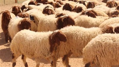 سعر أضحية عيد الأضحى المبارك في منافذ وزارة الزراعة 