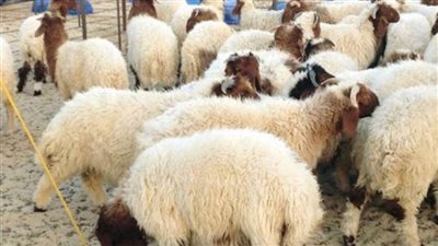 مصر الخير تحصل على أكثر من 30 ألف صك أضحية