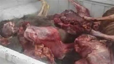 ضبط ١٩٠ عجلا بقريا و٤ أغنام مذبوحة خارج السلخانة 