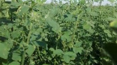 باحث: نجاح زراعة البرسيم الحجازى بشمال سيناء