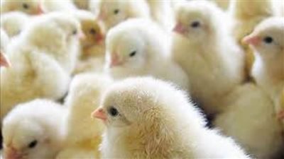 تفاصيل أسعار الكتاكيت البيضاء اليوم في مصر 10/8/2020