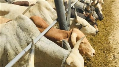 بدء تشغيل أكبر مجزر إلى في مصر بتوشكى بتكلفة 100 مليون جنيه