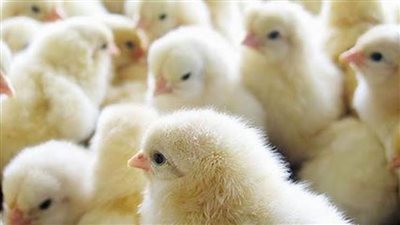 تفاصيل أسعار الكتاكيت البيضاء اليوم في مصر 17 /8/2020 في أواخر التحديثات اليومية