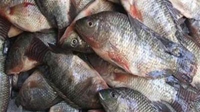 الحكومة تنفي غياب الرقابة على أسواق الأسماك