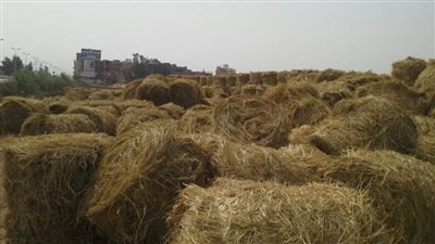 البيئة: استقبال ١٥٩ طلبا لفتح مواقع وتأجير معدات قش الأارز بالشرقية وتنفيذ ٤٤ نشاطا توعوياً