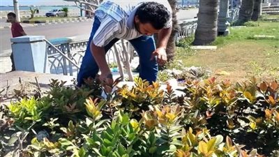 تواصل أعمال تطوير الحدائق بحي وسط بالإسكندرية 
