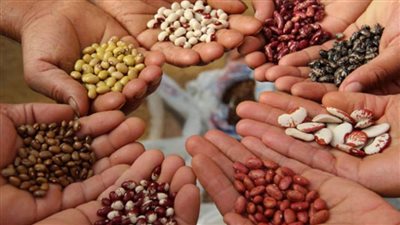 الزراعة تعلن مفاجأة سارة في أسعار تقاوي المحاصيل الشتوية