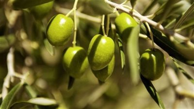 الزراعة: لجنة لمعاينة مزارع الزيتون بوادي النطرون والعلمين وفحصها ضد ذباب الفاكهة