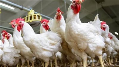 بورصة الدواجن العمومية اليوم.. أسعار الفراخ والكتاكيت الأحد 6/9/2020 