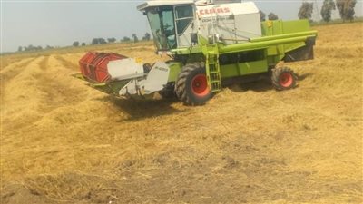 بدء حصاد الأرز بمزارع وزارة الزراعة 