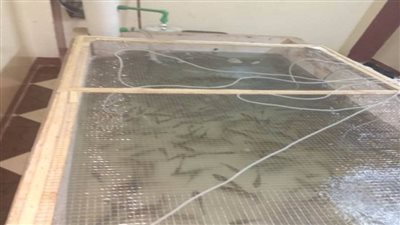 أجهزة الأمن تزيل مزرعة سمكية أعلى سطح منزل 