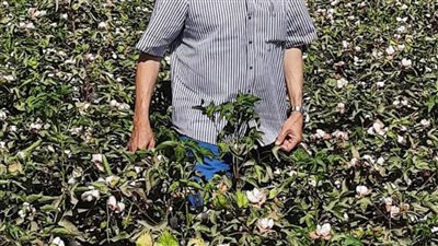  7 مراكز لتجميع القطن بـ