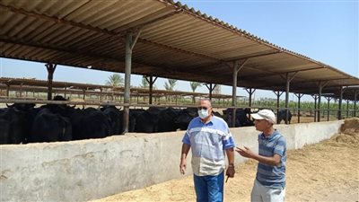 محافظ أسيوط: متابعة مستمرة لخطة تطوير مزارع الثروة الحيوانية