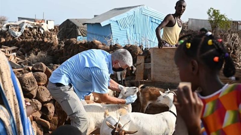 طبيب بيطري من الجيش