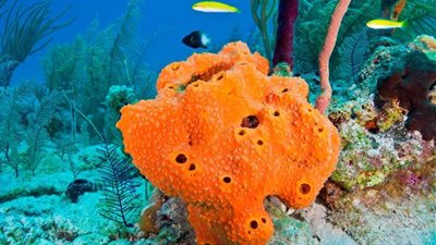 فوائد عظيمة لحيوان الإسفنج ..تعرف عليها