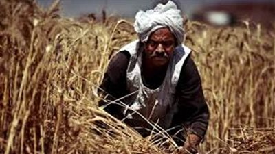 ٦ حوافز لمزارعي الذهب الأصفر 