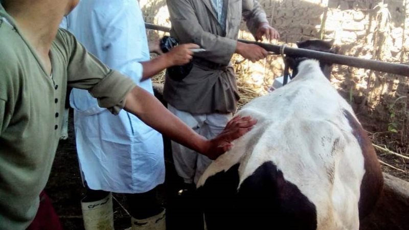 تحصين المواشى بالبحيرة