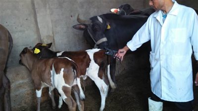 تحصين ٦٨٩١١ رأس ماشية ضد مرض الحمي القلاعية بالبحيرة