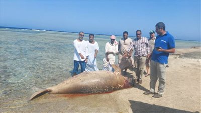 البيئة: العثور على عروس البحر نافق 