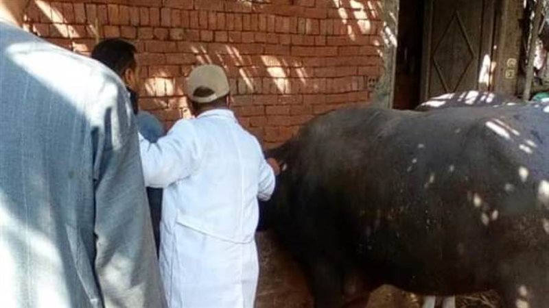 طبيب بيطري خلال أداء