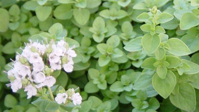 زراعة النباتات العطرية