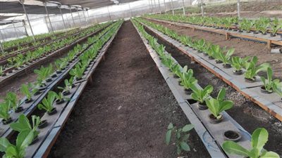 مصر الخير ترعي مشروعات بحثية في مجالات الزراعة والغذاء