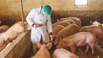 كوريا الجنوبية: عودة تفشي 