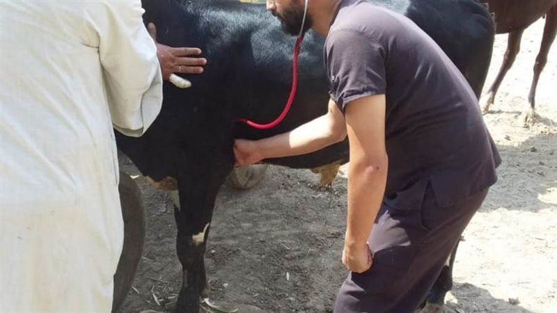 الحمى القلاعية