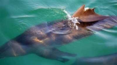 عاجل.. البيئة توضح أسباب نفوق 11 درفيلًا بساحل محمية وادي الجمال