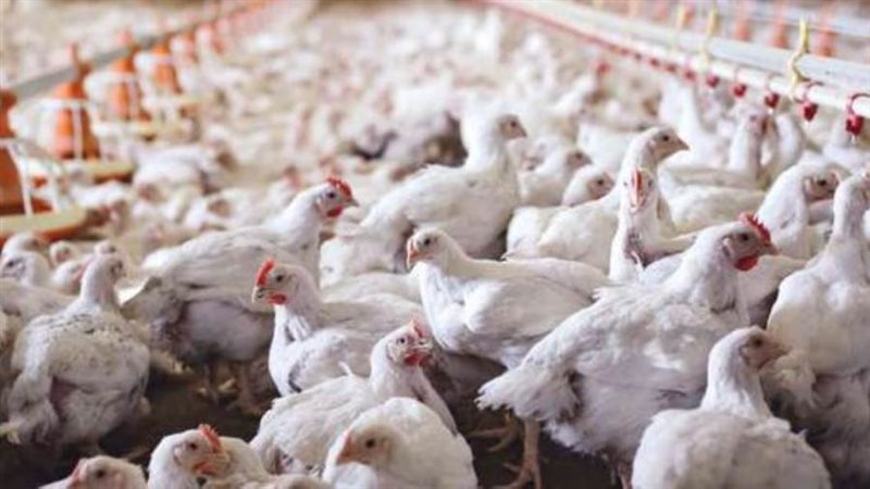 بورصة الدواجن