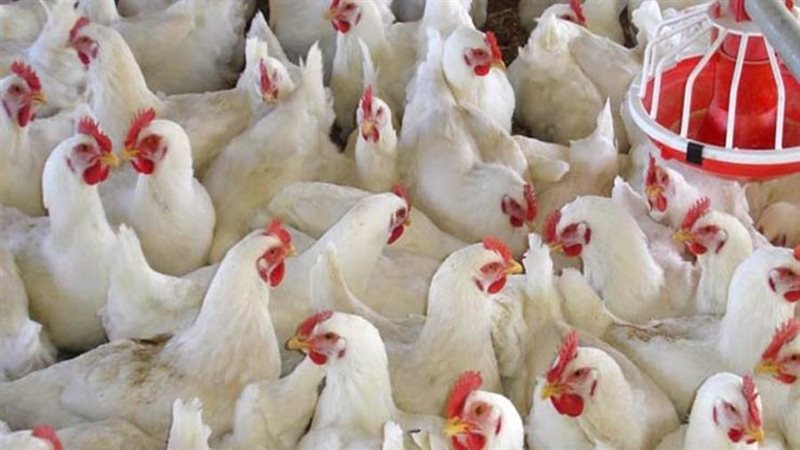 أسعار الدواجن