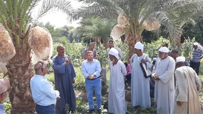 مدرسة حقلية للطرق المثلى لجمع وتخزين التمور